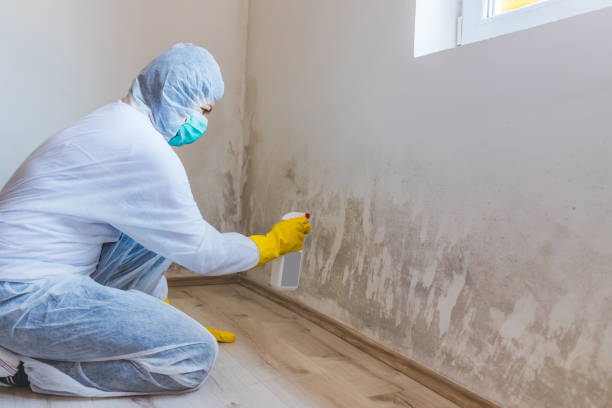 Licensed Mold Remediation service in Boiling Springs, NC - WQB Mold Removal
